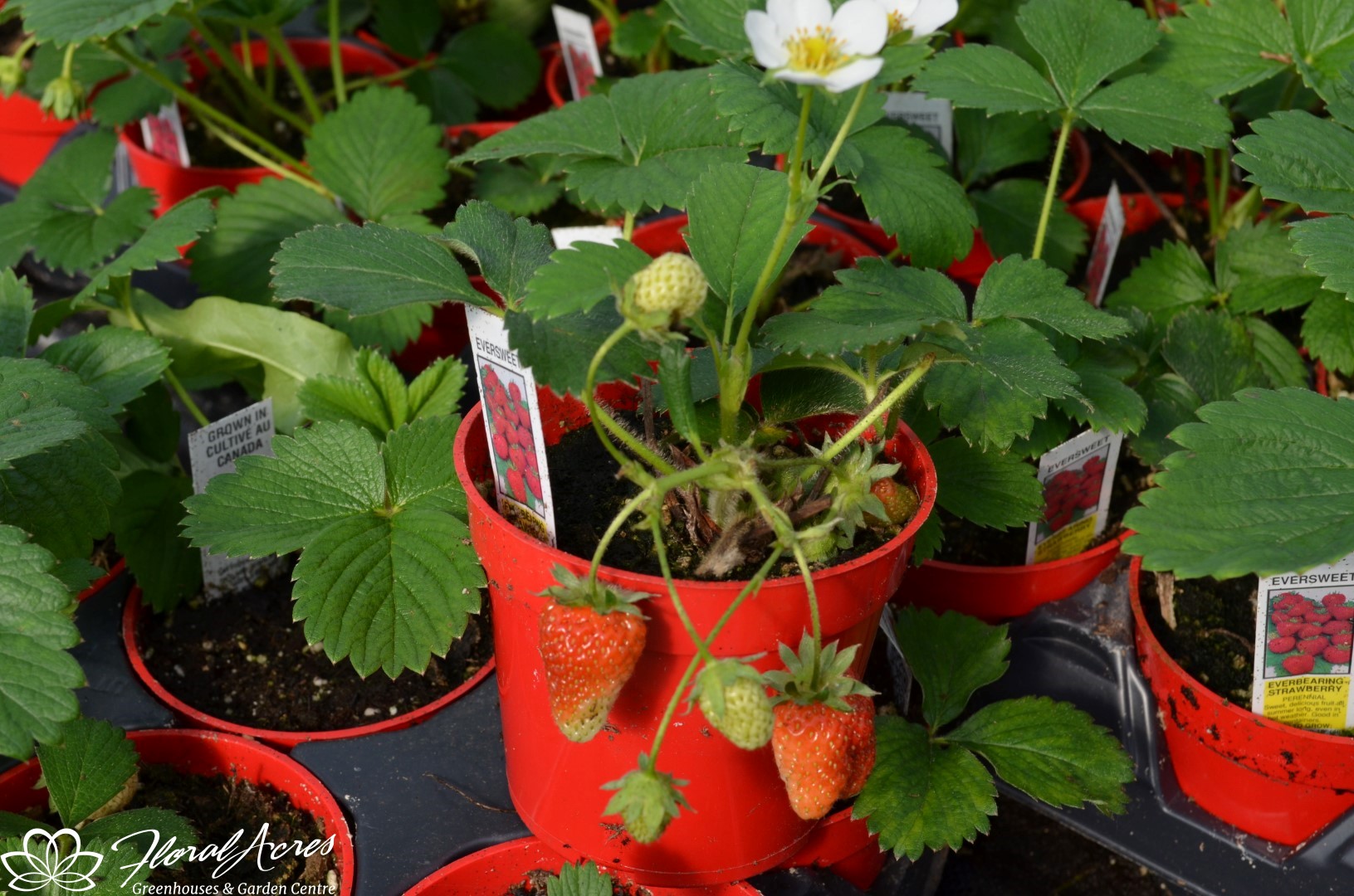 Strawberry Eversweet Floral Acres